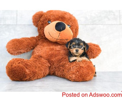 Yorkshire terrier puppies available