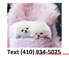 Outstanding t-cup Pomeranian puppies for sale.