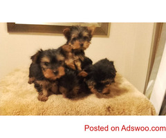 YORKSHIRE TERRIER PUPS FOR SALE TRUST DOGS KENNEL