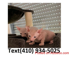 Outstanding hairless sphynx kittens for sale!