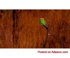 Gujarat Birding Tour | Little Rann Of Kutch Birdwatching