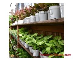 Urban Jungle – Premium Nurseries in Los Angeles for Indoor & Outdoor Plants