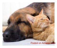 Pet Policy for Norfolk Rentals | Cat-Friendly Housing Guide