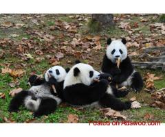 China Wildlife Tour | Panda Tour in China