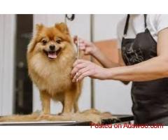Professional Pet Grooming Dubai Mirdif