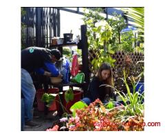 Flowering Plants Los Angeles for Stylish Indoor & Outdoor Spaces