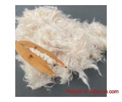 Kapok Fiber Supplier | Premium Natural Fiber by Kapok-Fiber