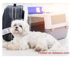 International Pet Shipping Services by DOG GONE TAXI Safe Travel.