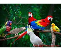 Trusted Bird Transport Company | AIRBORNE ANIMALS Care