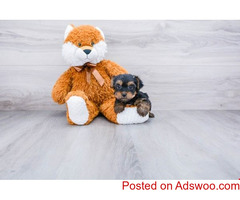 Yorkie puppies for adoption text (971)318-3477