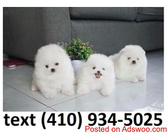 Beautiful tiny t-cup pomeranian puppies for sale!