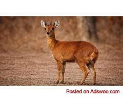 Velavadar Blackbuck Safari | Jambughoda Safari Tour