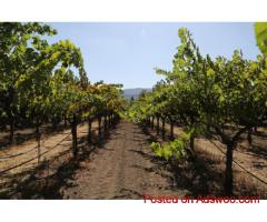 Discover Premium Winery Tour Napa Vineyards with Tour Napa Sonoma Wines