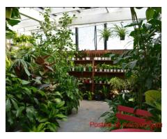 Plant Store West LA | Premium Indoor & Outdoor Plants at Urban Jungle