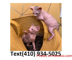 Geogeous hairless sphynx kittens for sale.