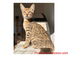 SERVAL cats