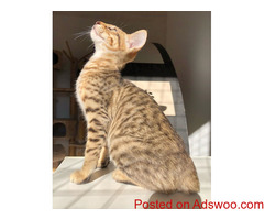 SERVAL cats