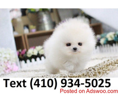 Cuttest tiny t-cup pomeranian puppies for sale!