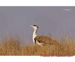 Birding in Rajasthan | Family Weekend Getaways From Delhi