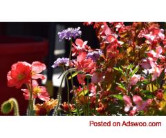 Discover Premium Flowering Plants Los Angeles Residents Love at Urban Jungle