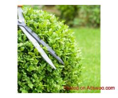 Keep Your Outdoor Spaces Looking Their Best with Expert Hedge Trimming Canberra