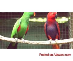 Pet Shippers in the USA | Safe Travel by AIRBORNE ANIMALS