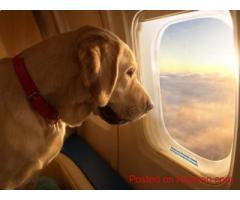 Reliable Pet Transport Service for Safe and Stress-Free Travel | Dog Gone Taxi