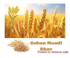 Today Gehun Mandi Bhav in India