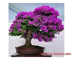 Bougainvillea Flower Plant Suppliers
