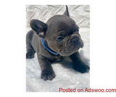Purebred Blue French Bulldog Puppies