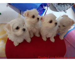 Nice and Healthy Maltese Puppies Available.