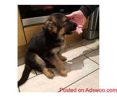 Quality German Shepherd puppies