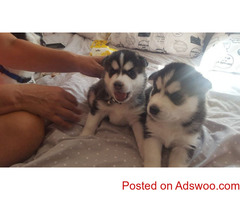 Pure Breed Siberian Husky Puppies.
