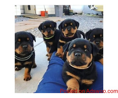 Well trained Rottweiler puppies for new homes