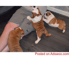 English Bulldog Puppies for Adoption