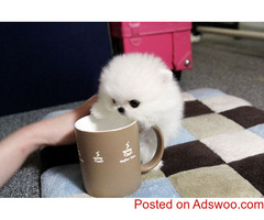 Teacup Pomeranian Puppies Ready For a New Home