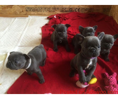 Purebred French Bulldog Puppies Available.