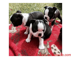 Beautiful Boston Terrier puppies