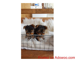 Healthy Yorkie Puppies For Re-homing