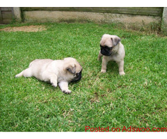 Young Pug Puppies Ready to Leave