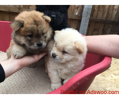 Perfect Quality supper splendid Chow Chow puppies