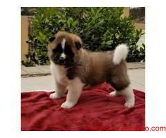 Adorable Akita Puppies for Adoption