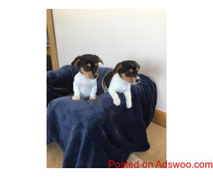 3 Adorable Jack Russel puppies For Sale