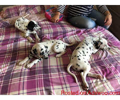 Healthy Dalmatian Puppies for Sale