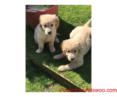 Cute Labrador Retriever Puppies Available
