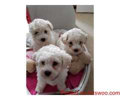 Bichon frise puppies ready