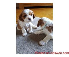 Beauriful Cavalier King Charles Puppies for Sale
