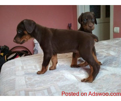 Doberman Pinschers Puppies For Sale
