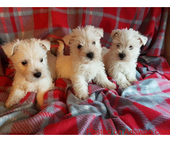 West Highland White Terrier Puppies