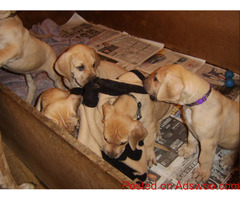 Stunning litter of Great Dane Puppies..
